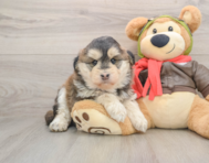 6 week old Mini Huskydoodle Puppy For Sale - Seaside Pups