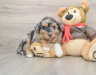 6 week old Mini Huskydoodle Puppy For Sale - Seaside Pups