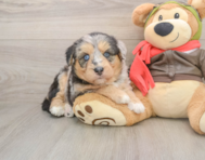 6 week old Mini Huskydoodle Puppy For Sale - Seaside Pups