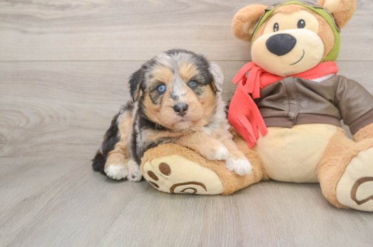 Best Mini Huskydoodle Baby