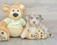 9 week old Mini Huskydoodle Puppy For Sale - Seaside Pups