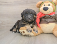 6 week old Mini Huskydoodle Puppy For Sale - Seaside Pups