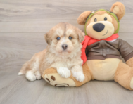 6 week old Mini Huskydoodle Puppy For Sale - Seaside Pups