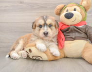 6 week old Mini Huskydoodle Puppy For Sale - Seaside Pups