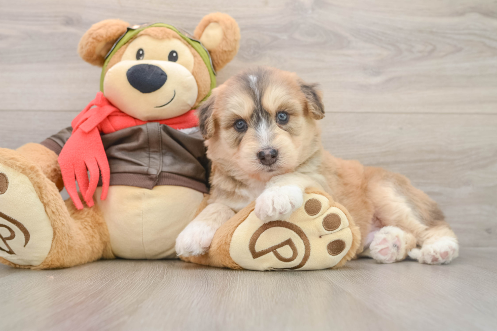Cute Siberpoo Poodle Mix Puppy