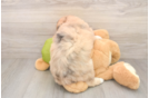Mini Huskydoodle Puppy for Adoption