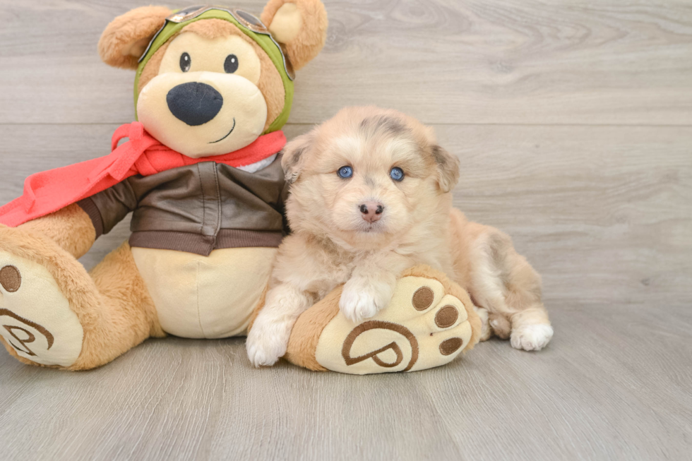 Cute Mini Huskydoodle Baby