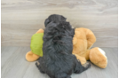 Cute Siberpoo Poodle Mix Puppy