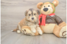 Mini Huskydoodle Puppy for Adoption