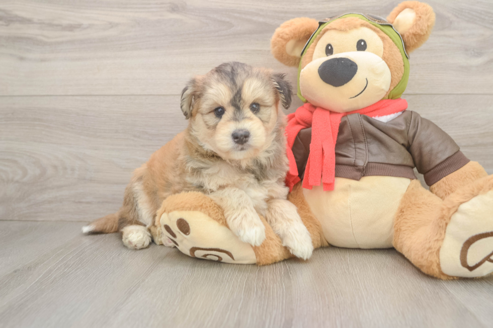 Mini Huskydoodle Puppy for Adoption