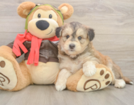 5 week old Mini Huskydoodle Puppy For Sale - Seaside Pups