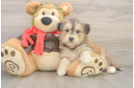 Cute Mini Huskydoodle Baby