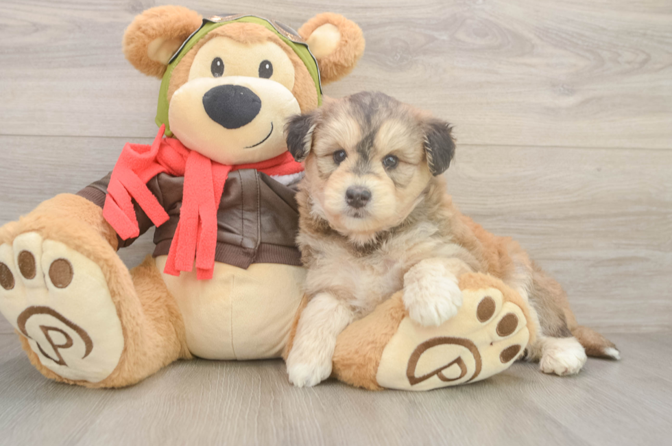 5 week old Mini Huskydoodle Puppy For Sale - Seaside Pups