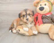 5 week old Mini Huskydoodle Puppy For Sale - Seaside Pups