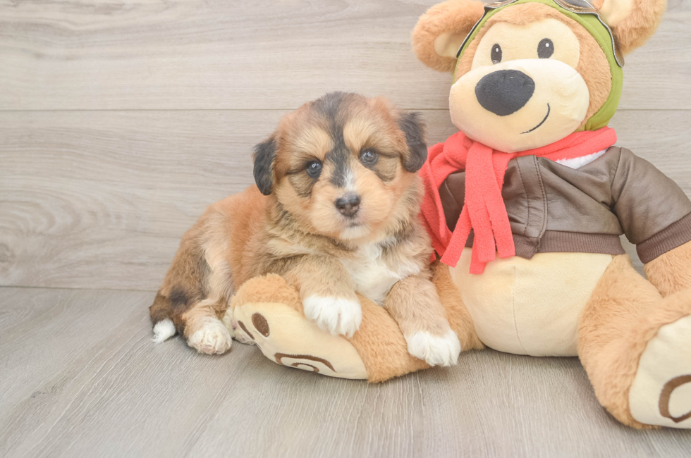 5 week old Mini Huskydoodle Puppy For Sale - Seaside Pups