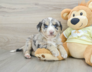 8 week old Mini Huskydoodle Puppy For Sale - Seaside Pups