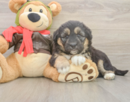 5 week old Mini Huskydoodle Puppy For Sale - Seaside Pups