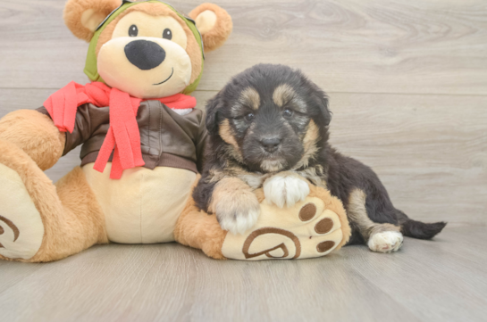 Cute Huskypoo Poodle Mix Puppy