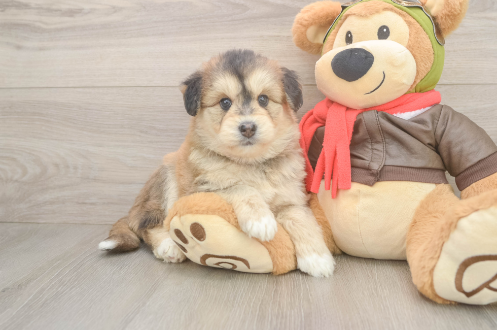 5 week old Mini Huskydoodle Puppy For Sale - Seaside Pups