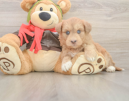 8 week old Mini Huskydoodle Puppy For Sale - Seaside Pups
