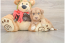 Mini Huskydoodle Puppy for Adoption