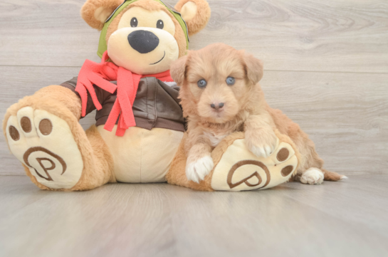Mini Huskydoodle Puppy for Adoption