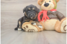 Mini Huskydoodle Puppy for Adoption