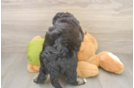 Mini Huskydoodle Puppy for Adoption