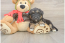Mini Huskydoodle Puppy for Adoption