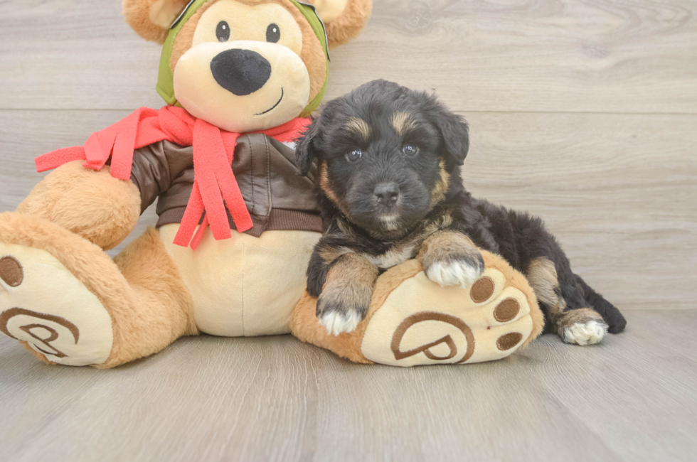 5 week old Mini Huskydoodle Puppy For Sale - Seaside Pups