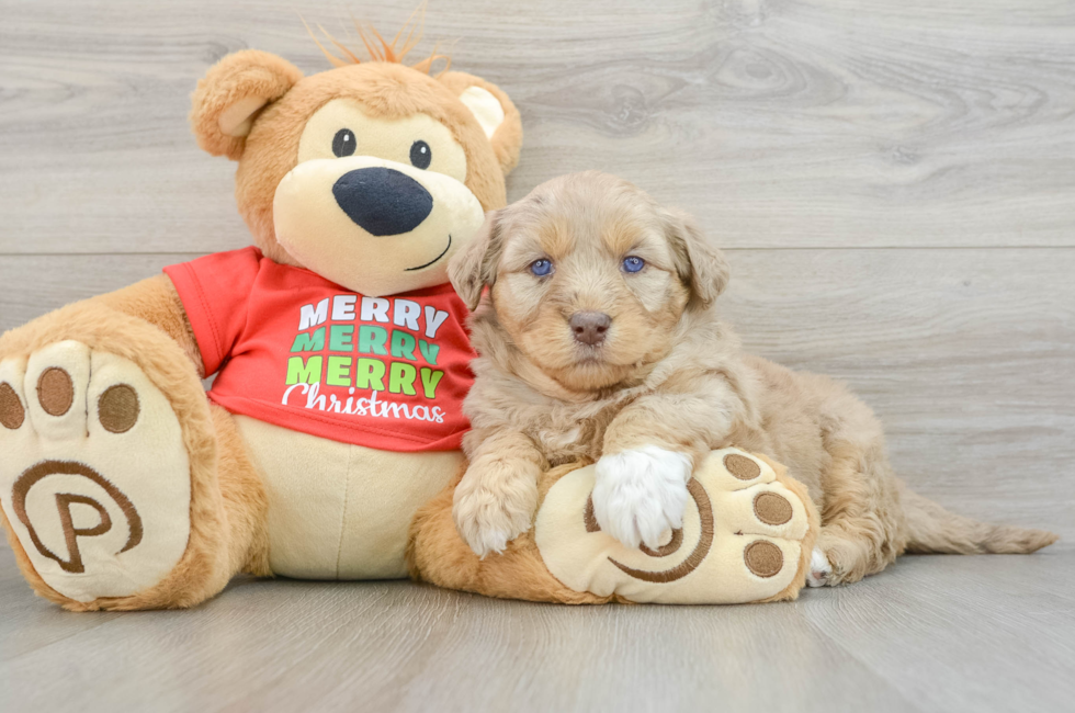 5 week old Mini Huskydoodle Puppy For Sale - Seaside Pups