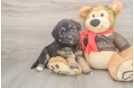 Mini Huskydoodle Puppy for Adoption
