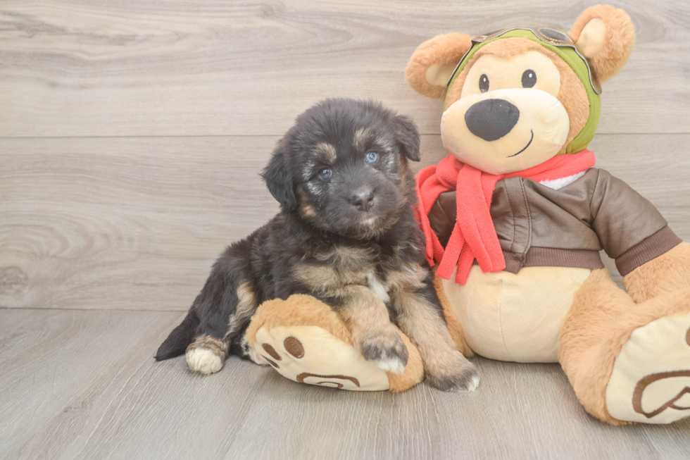 Mini Huskydoodle Puppy for Adoption