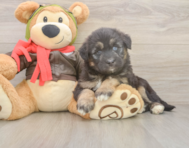 8 week old Mini Huskydoodle Puppy For Sale - Seaside Pups