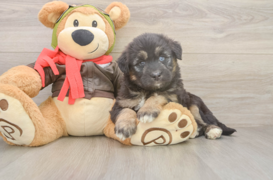 Cute Mini Huskydoodle Poodle Mix Pup