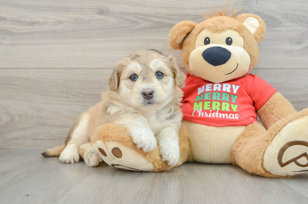 5 week old Mini Huskydoodle Puppy For Sale - Seaside Pups