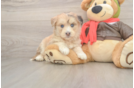 Mini Huskydoodle Pup Being Cute