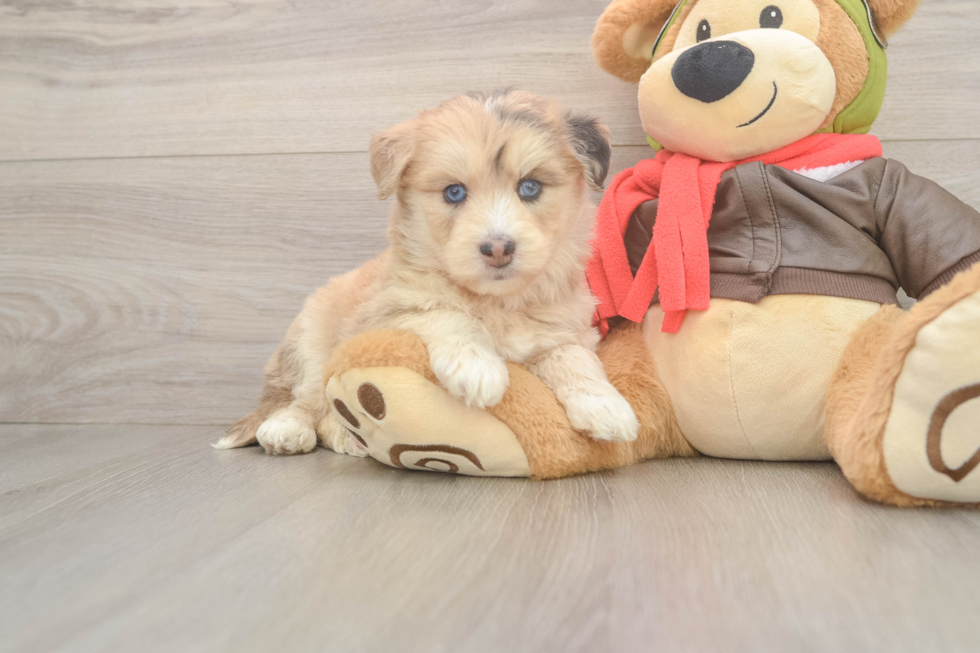 Mini Huskydoodle Pup Being Cute