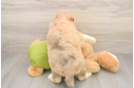 Cute Mini Huskydoodle Poodle Mix Pup