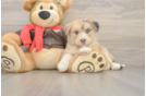 Cute Mini Huskydoodle Baby