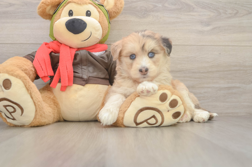 5 week old Mini Huskydoodle Puppy For Sale - Seaside Pups