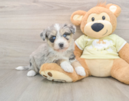 8 week old Mini Huskydoodle Puppy For Sale - Seaside Pups