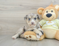 8 week old Mini Huskydoodle Puppy For Sale - Seaside Pups