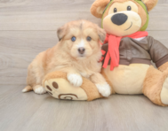 7 week old Mini Huskydoodle Puppy For Sale - Seaside Pups