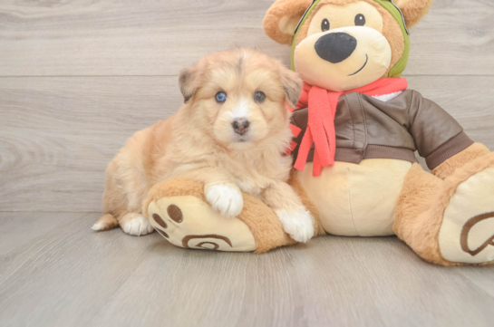 Cute Mini Huskydoodle Poodle Mix Pup