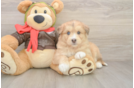 Mini Huskydoodle Puppy for Adoption