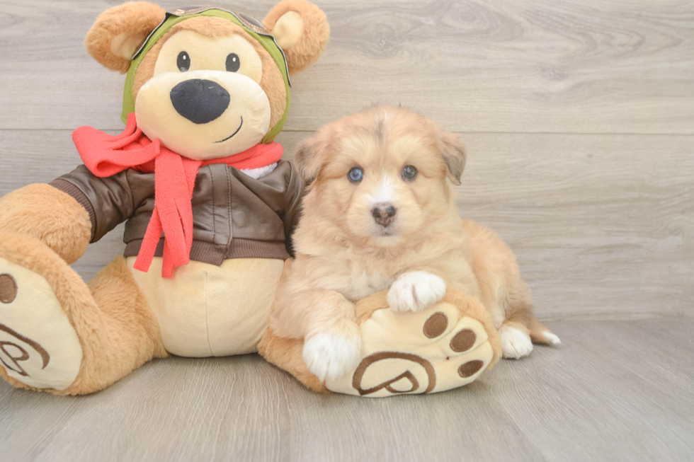 Mini Huskydoodle Puppy for Adoption
