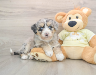 5 week old Mini Huskydoodle Puppy For Sale - Seaside Pups