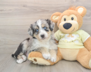 5 week old Mini Huskydoodle Puppy For Sale - Seaside Pups