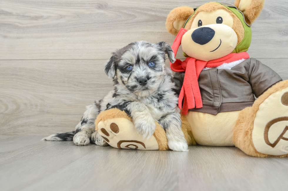 6 week old Mini Huskydoodle Puppy For Sale - Seaside Pups